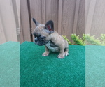 Small Photo #9 French Bulldog Puppy For Sale in ADAMS CITY, CO, USA