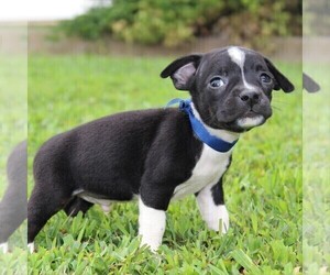 Boston Terrier-Jack Russell Terrier Mix Puppy for sale in MECHANICSVILLE, MD, USA