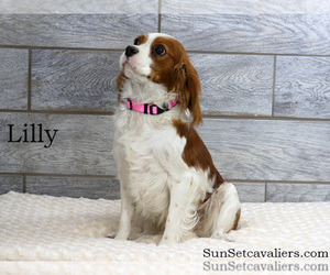 Mother of the Cavalier King Charles Spaniel puppies born on 02/02/2024