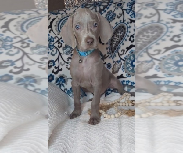 Medium Photo #1 Weimaraner Puppy For Sale in LEWISBURG, KY, USA