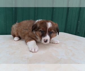 Border Collie Puppy for sale in FLINT, MI, USA