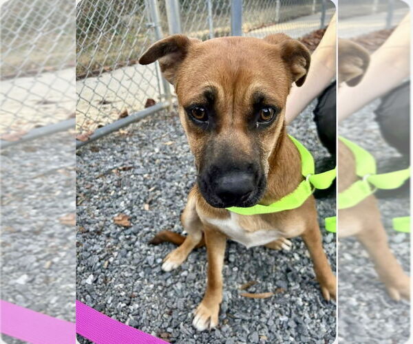 Medium Photo #2 Puggle Puppy For Sale in Mooresville, NC, USA