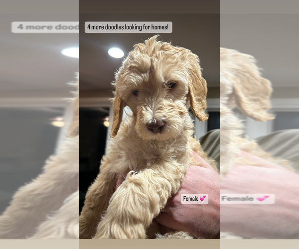 Medium Photo #6 Goldendoodle Puppy For Sale in NORTH KINGSTOWN, RI, USA