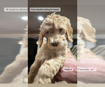 Small Photo #6 Goldendoodle Puppy For Sale in NORTH KINGSTOWN, RI, USA