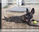 Small #6 American Staffordshire Terrier Mix