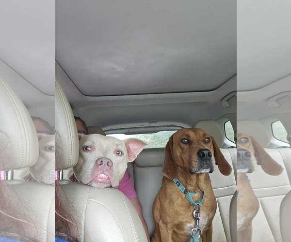 Medium Photo #29 Golden Retriever-Unknown Mix Puppy For Sale in Rustburg, VA, USA