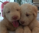 Small #6 Goldendoodle