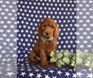 Goldendoodle (Miniature) Puppy for sale in QUARRYVILLE, PA, USA