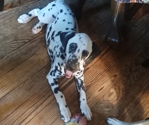 Dalmatian Puppy for sale in ELMORE, OH, USA