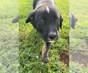 Australian Shepherd-Great Pyrenees Mix Dogs for adoption in Aurora, IN, USA