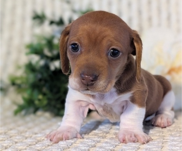 Medium Photo #7 Dachshund Puppy For Sale in GOSHEN, IN, USA