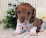 Small #6 Dachshund