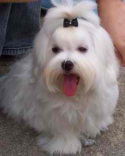 Medium Photo #1 Maltese Puppy For Sale in SYLVA, NC, USA
