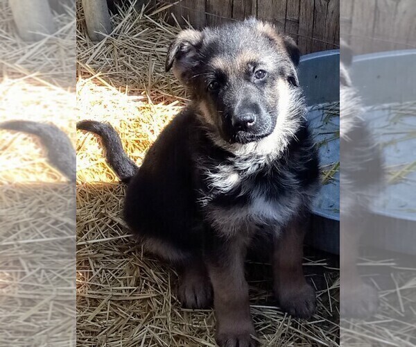 Medium Photo #4 German Shepherd Dog Puppy For Sale in FORT MORGAN, CO, USA