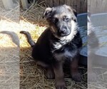 Small Photo #4 German Shepherd Dog Puppy For Sale in FORT MORGAN, CO, USA