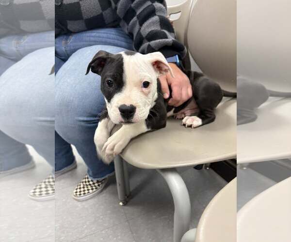 Medium Photo #3 American Pit Bull Terrier-Unknown Mix Puppy For Sale in Rochester, NY, USA