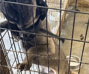 Cane Corso Puppy for sale in COLUMBUS, IN, USA
