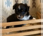 Small #8 Shel-Aussie