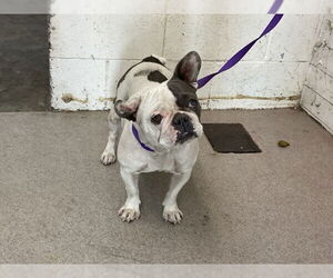 French Bulldog Dogs for adoption in San Bernardino, CA, USA