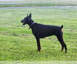 Small Photo #1 Doberman Pinscher Puppy For Sale in FRANKLIN, PA, USA