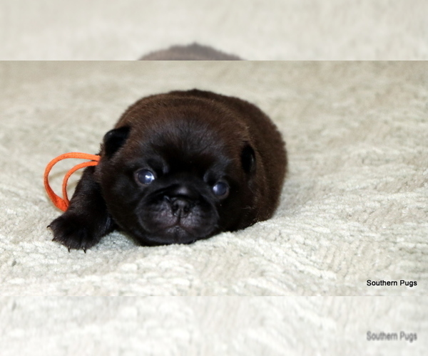 Medium Photo #5 Pug Puppy For Sale in WINNSBORO, TX, USA