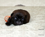 Small #4 Pug