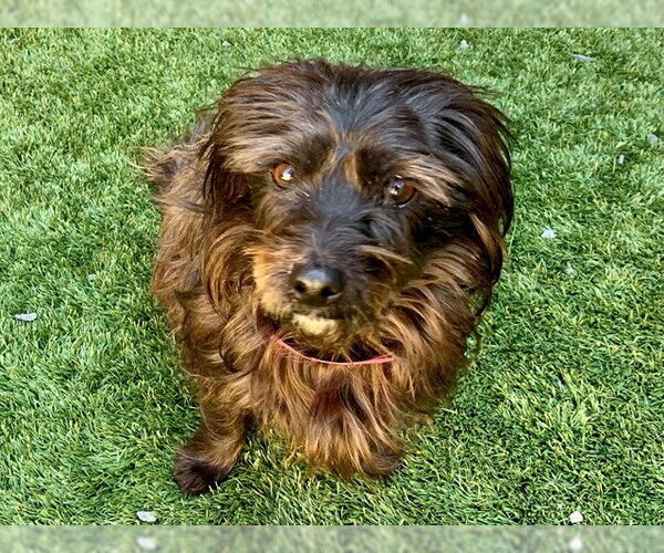 Medium Photo #1 Mutt Puppy For Sale in Moreno Valley, CA, USA