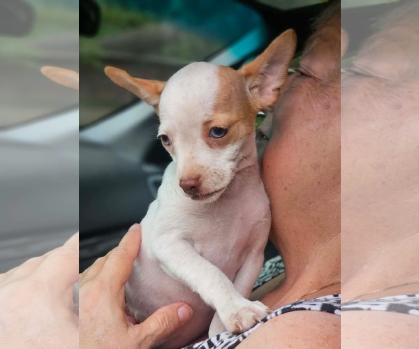 Medium Photo #2 Chihuahua-Unknown Mix Puppy For Sale in Wakefield, RI, USA