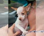 Small #1 Chihuahua Mix