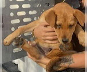 Black Mouth Cur Dogs for adoption in San Antonio, TX, USA