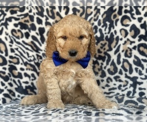 Medium Goldendoodle (Miniature)