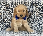 Small Goldendoodle (Miniature)