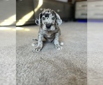 Small Great Dane