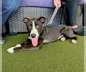 Quinney - Female American Staffordshire Terrier-Unknown Mix Dog for Adoption - Photo #4