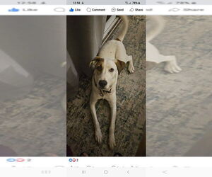 American Pit Bull Terrier-Jack Russell Terrier Mix Dogs for adoption in Dana Point, CA, USA