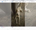 Small American Pit Bull Terrier-Jack Russell Terrier Mix