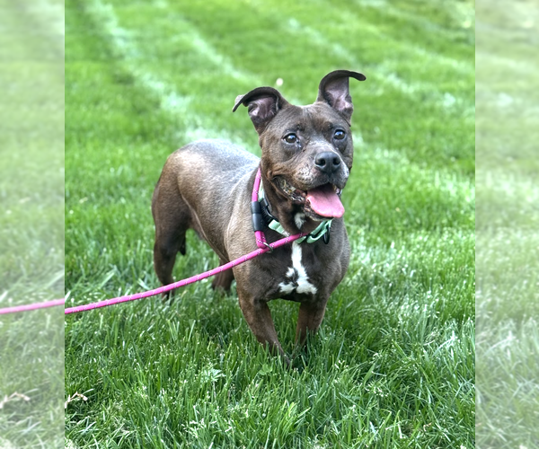 Medium Photo #2 Mutt Puppy For Sale in Rockville, MD, USA