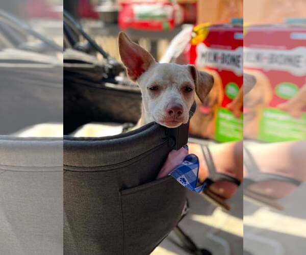Medium Photo #5 Chihuahua-Unknown Mix Puppy For Sale in Visalia, CA, USA