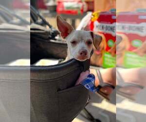 Dingo - Male Chihuahua-Unknown Mix Dog for Adoption - Photo #5