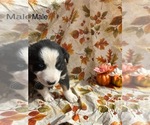 Puppy Smudge Australian Shepherd