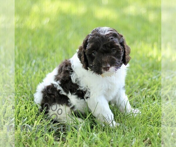 Medium Photo #4 Cock-A-Poo Puppy For Sale in RONKS, PA, USA