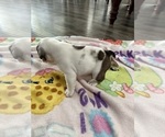 Small Photo #6 English Bulldog Puppy For Sale in SPRING HILL, FL, USA