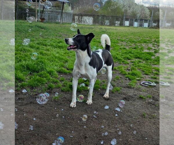 Medium Photo #9 Basenji-Unknown Mix Puppy For Sale in Anniston, AL, USA
