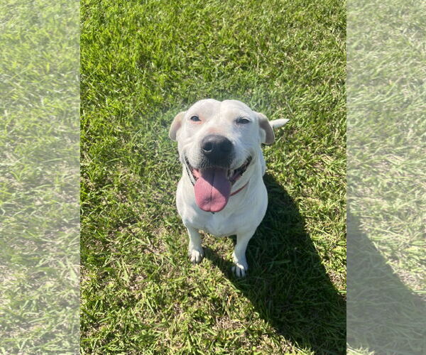 Medium Photo #30 Labrador Retriever Puppy For Sale in Rosenberg, TX, USA