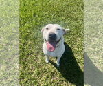 Small #29 Labrador Retriever