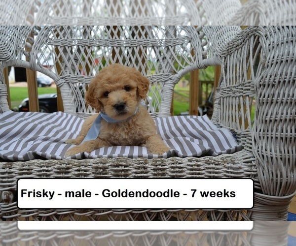 Medium Photo #2 Goldendoodle Puppy For Sale in CLARKRANGE, TN, USA