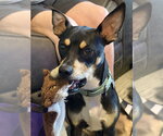Small #1 Mutt