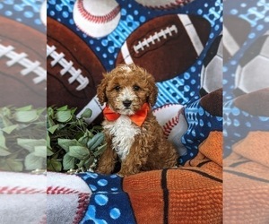 Poodle (Miniature) Puppy for sale in KIRKWOOD, PA, USA