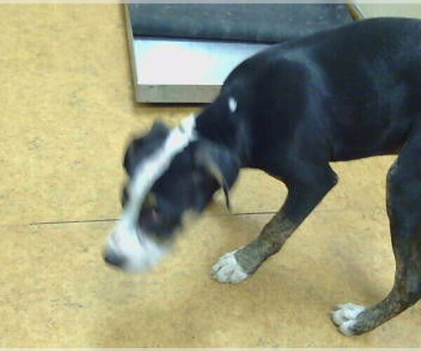 Medium Photo #1 Mutt Puppy For Sale in Sacramento, CA, USA