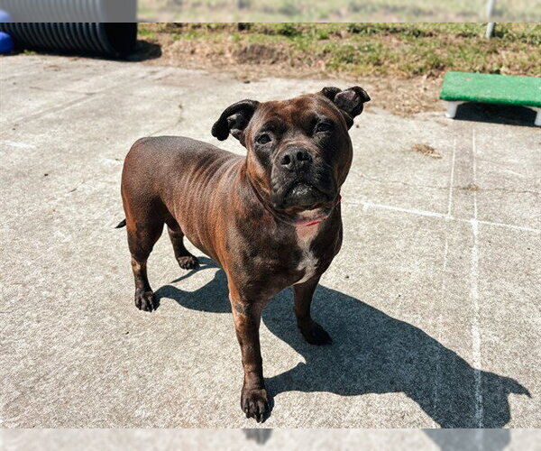 Medium Photo #1 American Pit Bull Terrier-Unknown Mix Puppy For Sale in McKinleyville, CA, USA